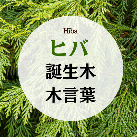 6月 誕生木 ヒバの木の木言葉(花言葉)