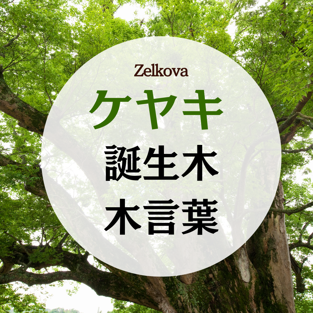 8月 誕生木 ケヤキの木の木言葉（花言葉）