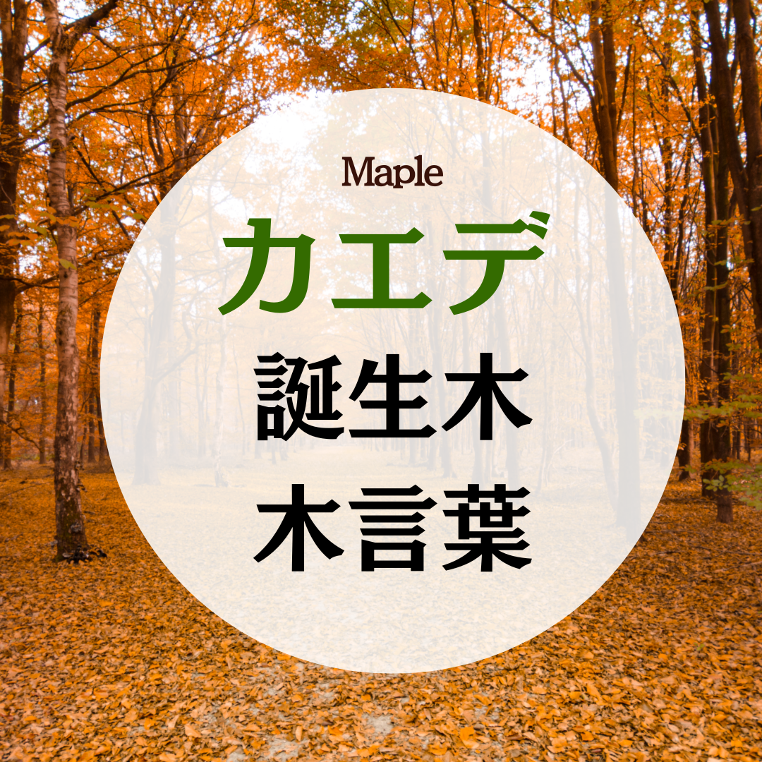 11月 誕生木 カエデ(メープル)の木の木言葉(花言葉) – EC研究室 株式会社