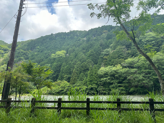 松の木の木言葉（花言葉）誕生木月