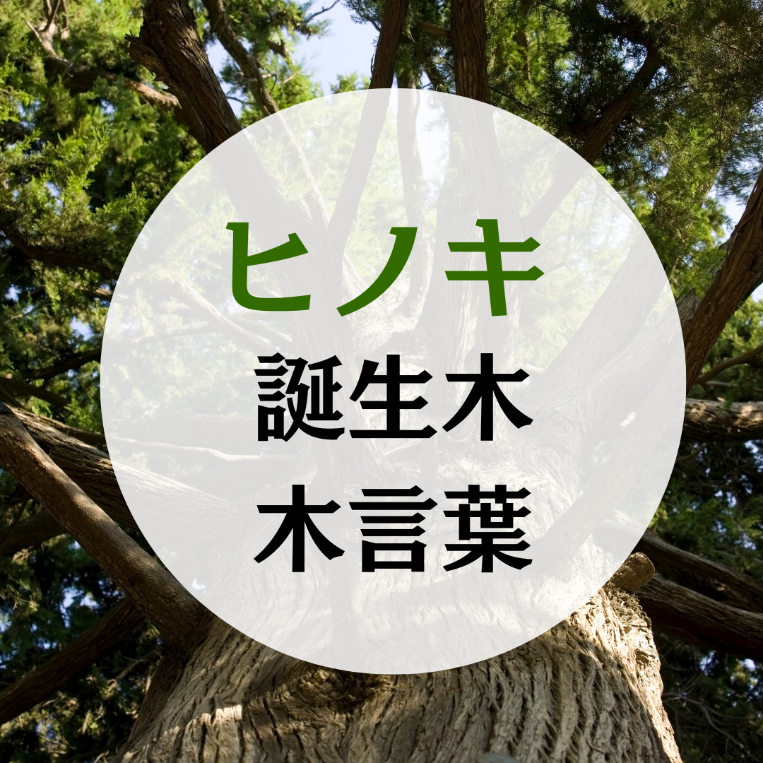 檜（ヒノキ）の木の木言葉（花言葉）誕生木月